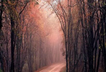 Maxi Doge: Unlocking the Presale Potential and Crypto's Visionary Path